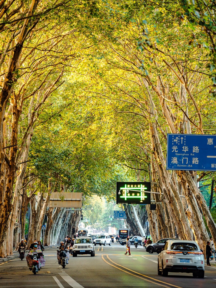 Tree-lined Jiefang Park Road in Wuhan, China